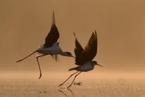 Húzd el innen a csíkot! Húzd el innen a csíkot!