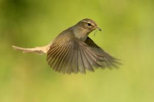 Egy kis nasi Egy kis nasi