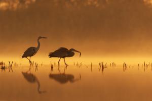 Hajnali fogás Hajnali fogás