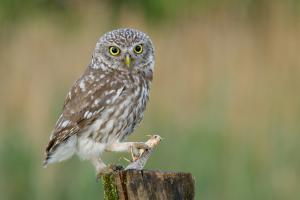 Sáskareggeli Sáskareggeli