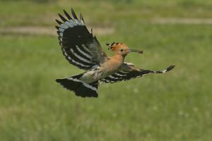 Búbosbanka Búbosbanka