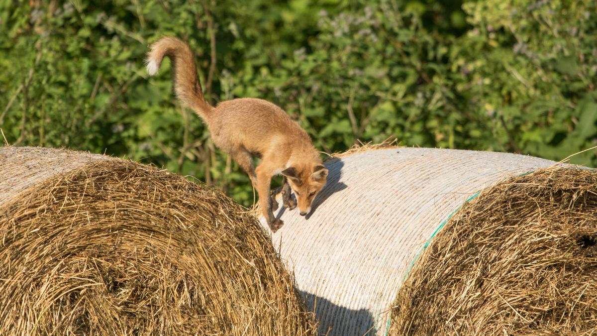Koncz-Bisztricz Tamás