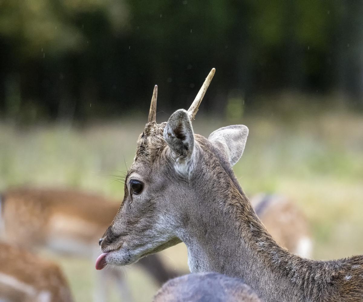 dr. Horváth Erzsébet