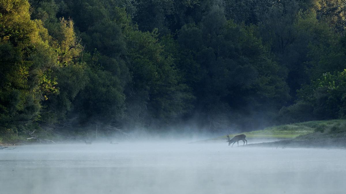 Násfayné Kőházi Mária