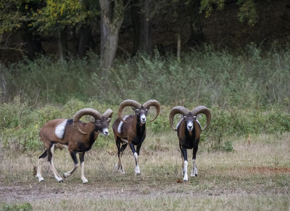 dr. Horváth Erzsébet