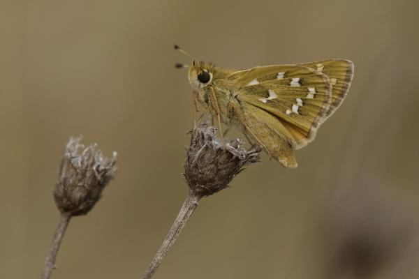 Nagyszemű (busa lepke)