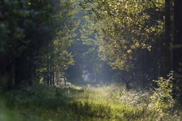 Nyiladék Gemencen...