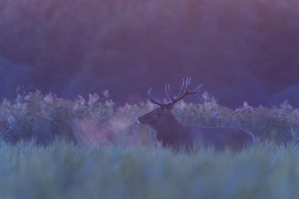 Utolsó utáni fények