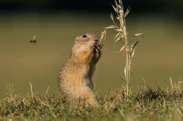 Az ürge és a darázs