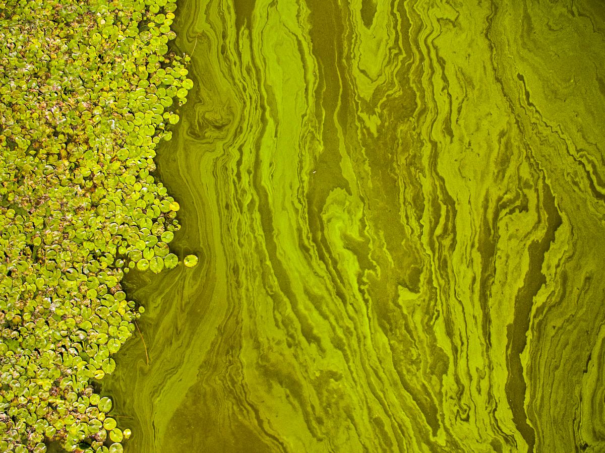 Koncz-Bisztricz Tamás