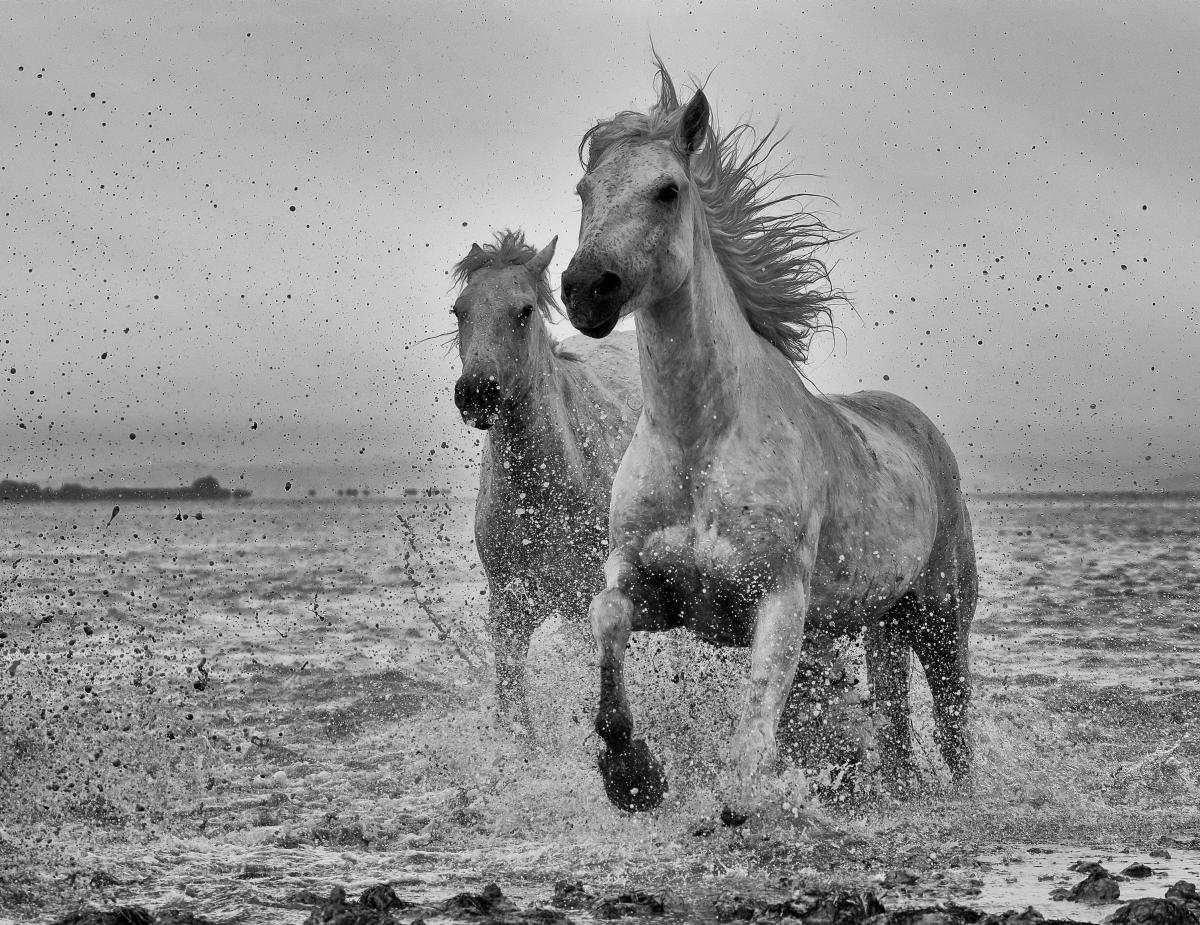 dr. Horváth Erzsébet