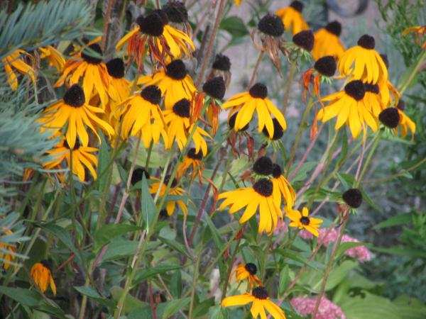 Fekete szemű Zsuzsanna