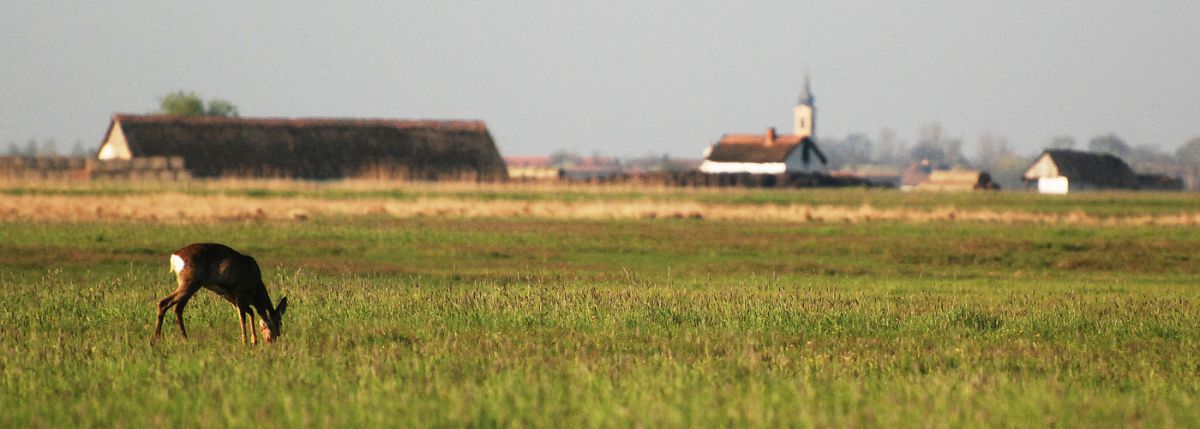 Gaál Zoltán Péter