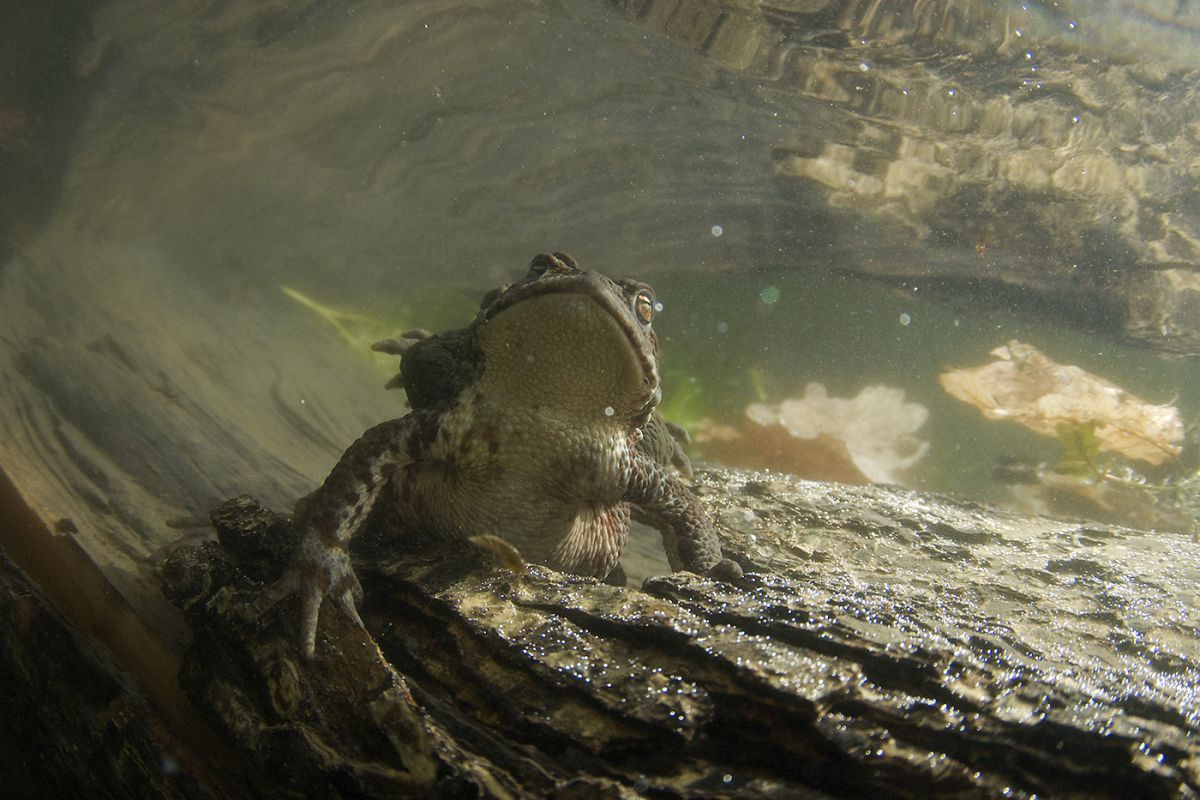 Násfayné Kőházi Mária