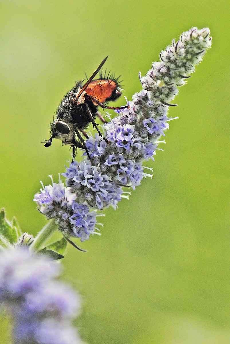 Gaál Zoltán Péter