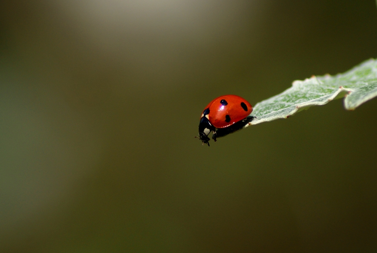 Laczkó-Magyar György