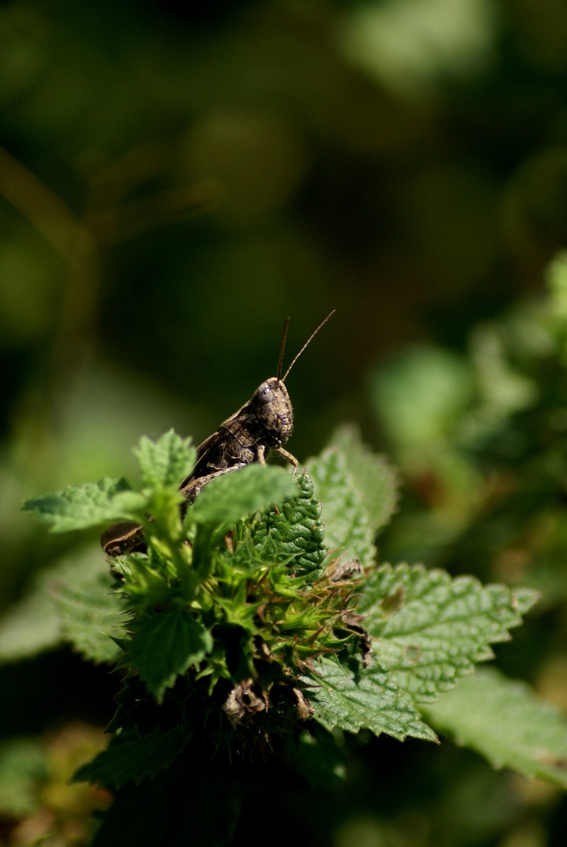 Laczkó-Magyar György