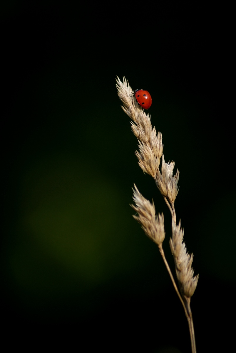 Laczkó-Magyar György