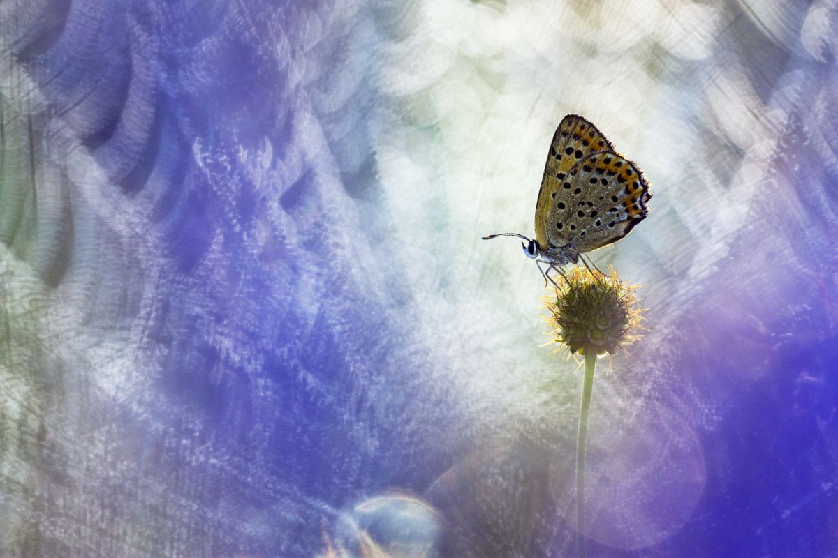 Sándor-Tóth Zsuzsanna