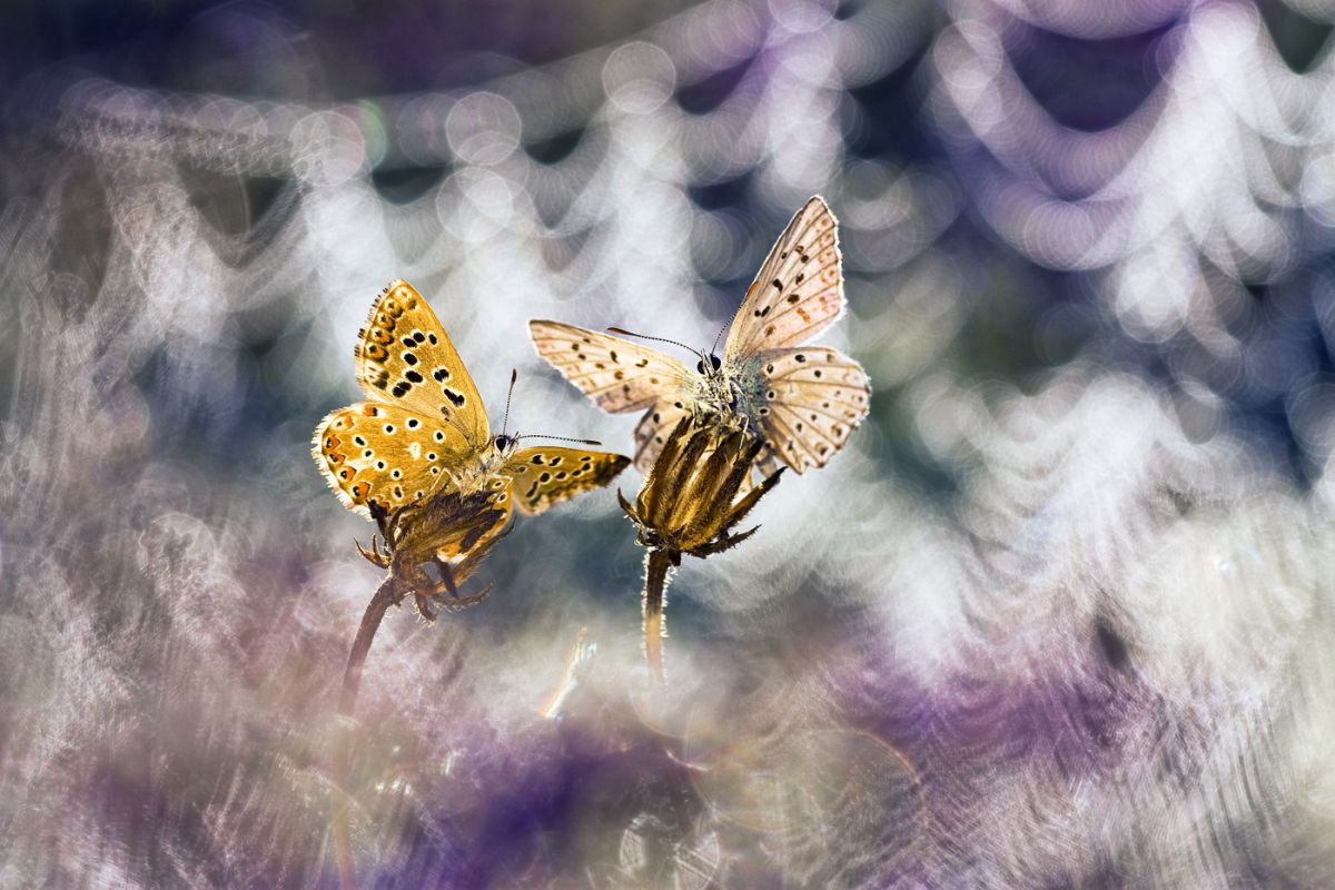 Sándor-Tóth Zsuzsanna