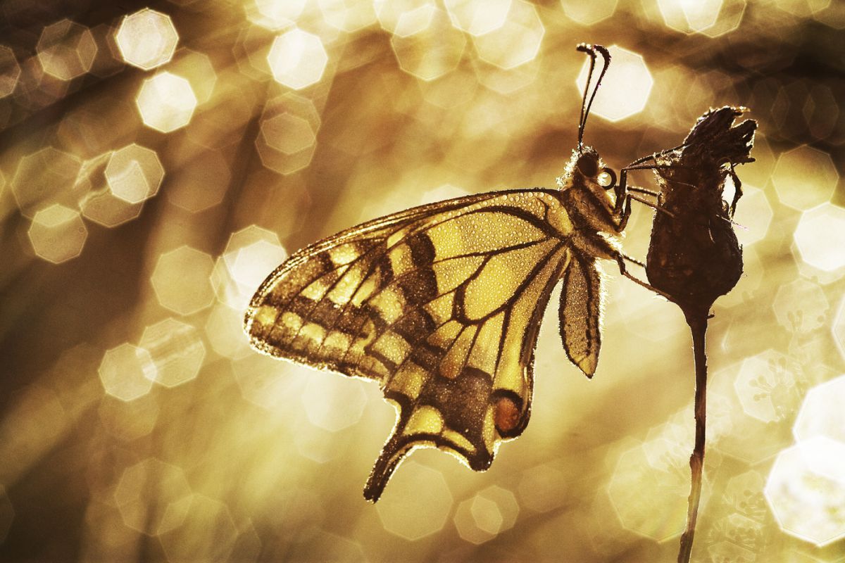 Sándor-Tóth Zsuzsanna