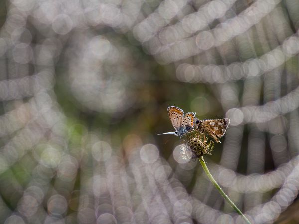 Reggel a csipkefüggönyös hálószobában