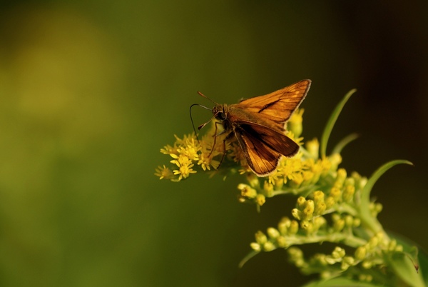A nagy szívószálas