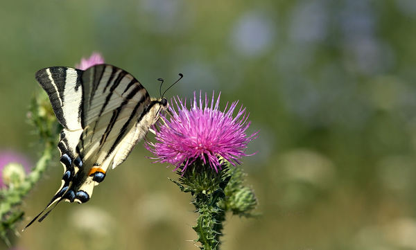 Iphiclides podalirius