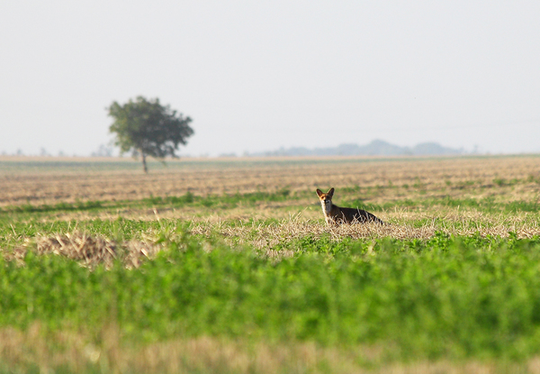 Ravaszdi a pusztában
