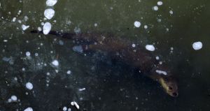 jég alatt jég alatt