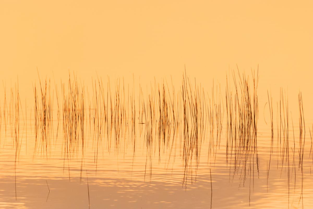 Gaál Zoltán Péter