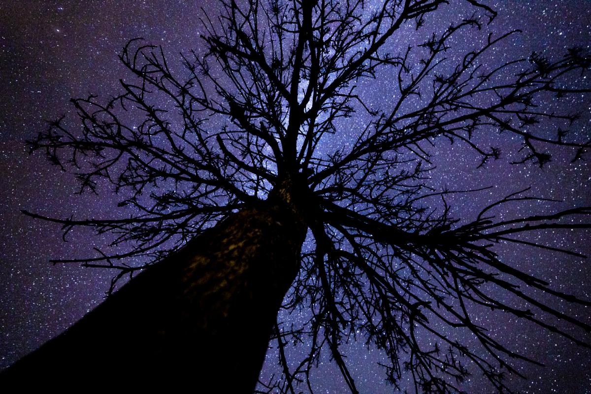 Koncz-Bisztricz Tamás