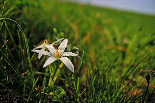 Zöld élet zümmög