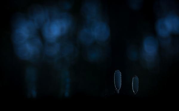 Gyapjas tintagombák alkonya