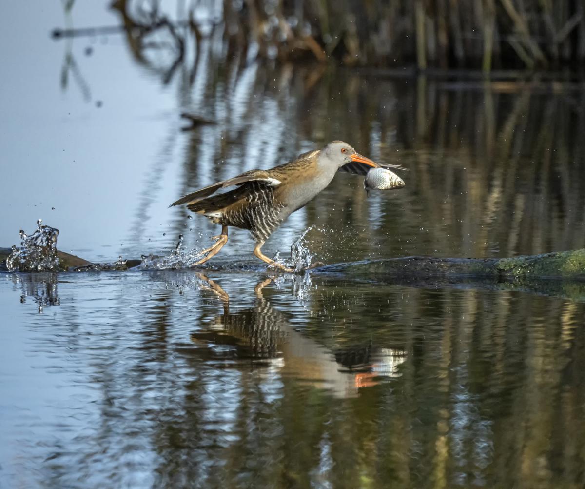 dr. Horváth Erzsébet