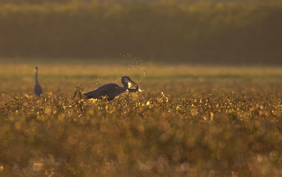 dr. Horváth Erzsébet