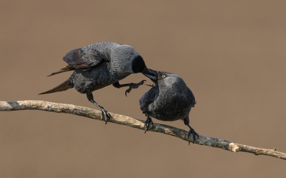 Szakolczai Krisztina