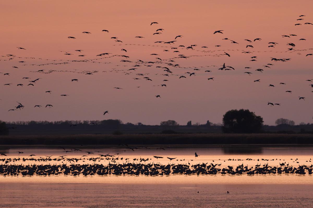 Násfayné Kőházi Mária