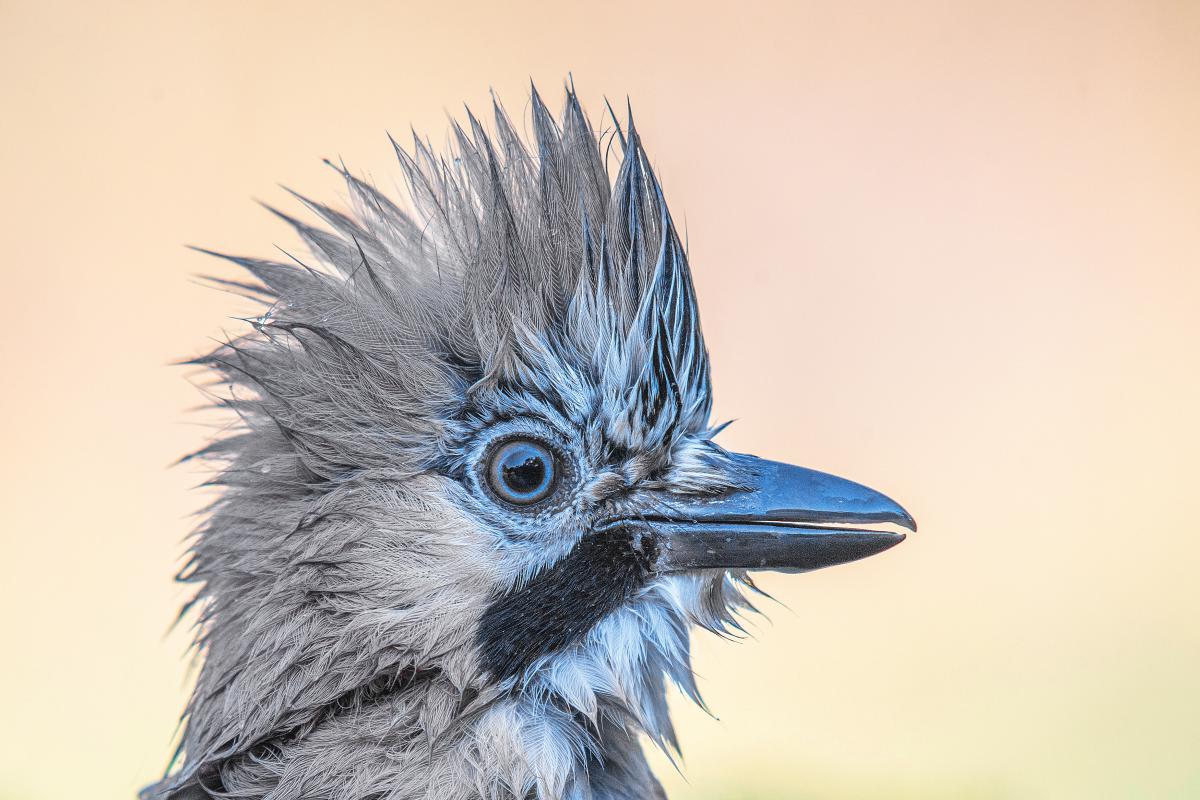 Gaál Zoltán Péter