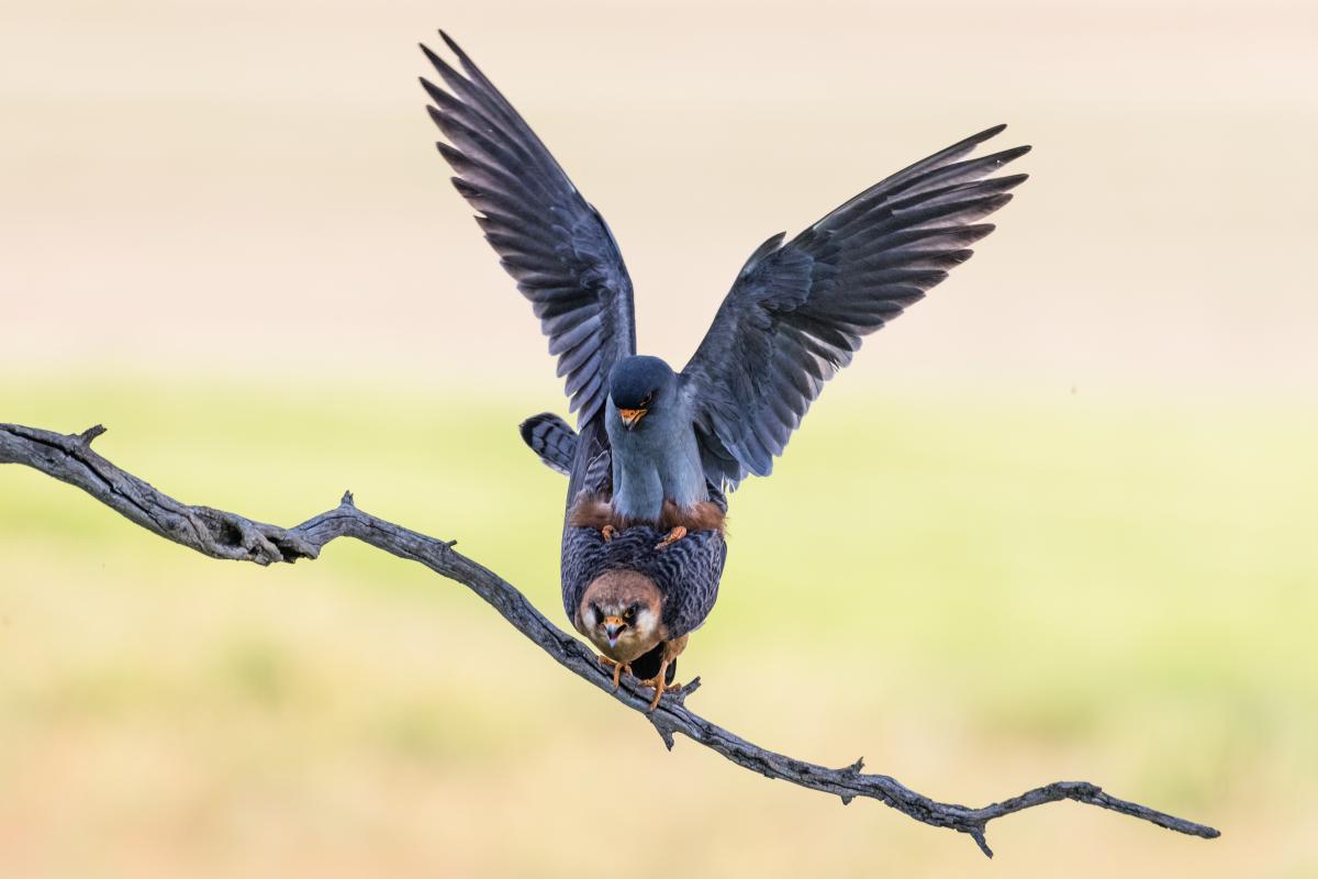 Szakolczai Krisztina