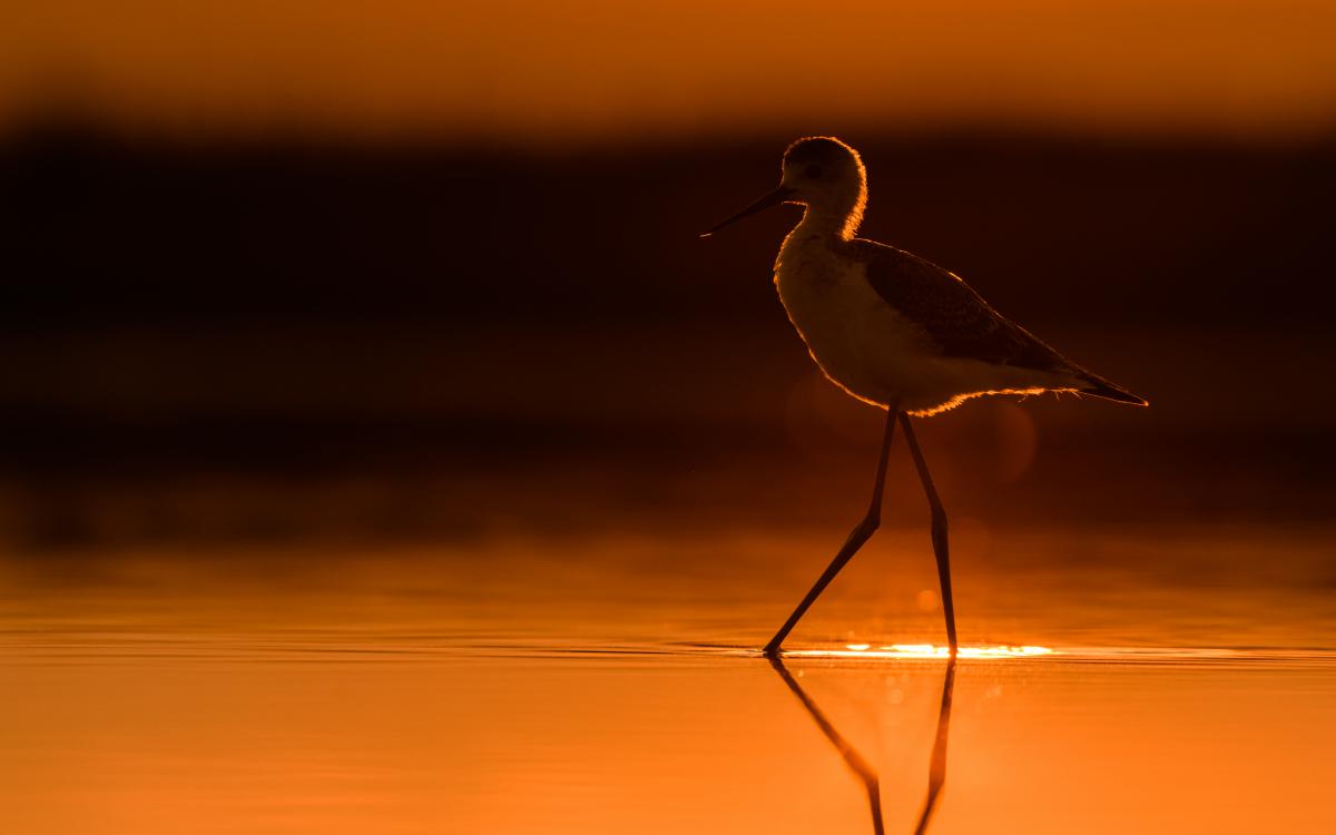 Szakolczai Krisztina