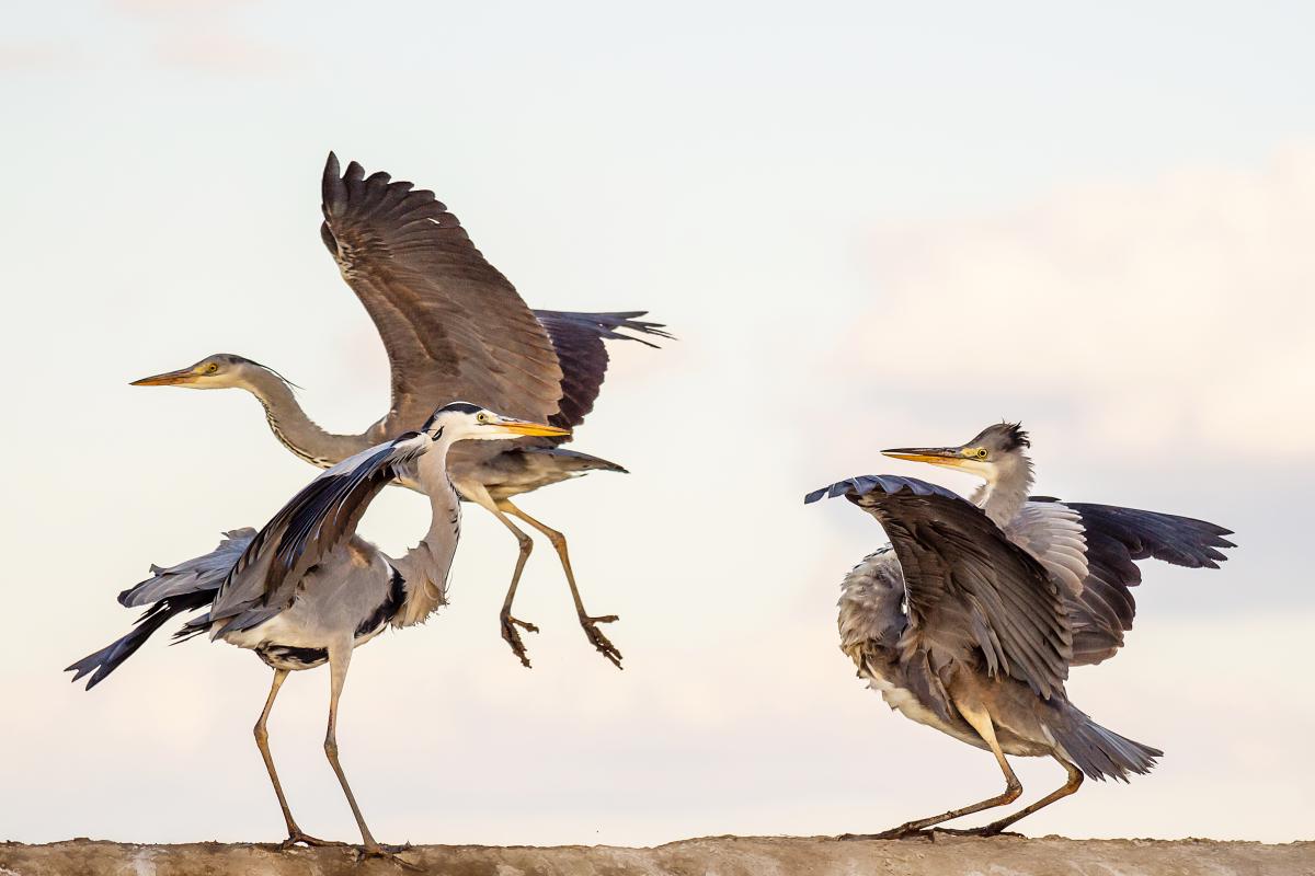 Gaál Zoltán Péter