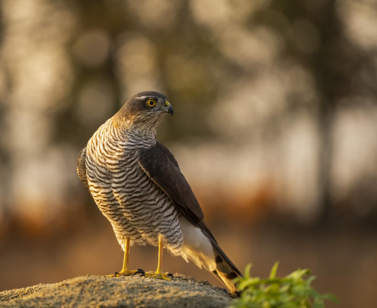 dr. Horváth Erzsébet