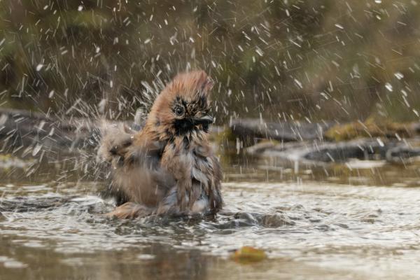 Novemberi fürdőzés