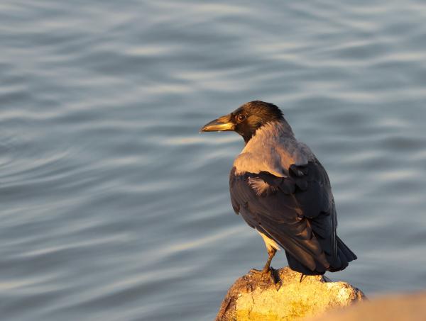 Dolmányos és naplemente