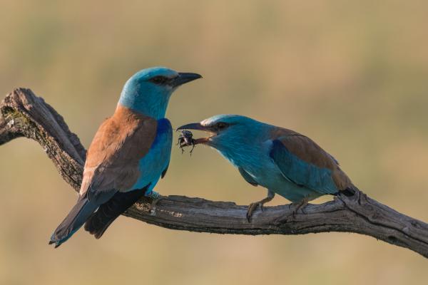 A nejem kissé bogaras
