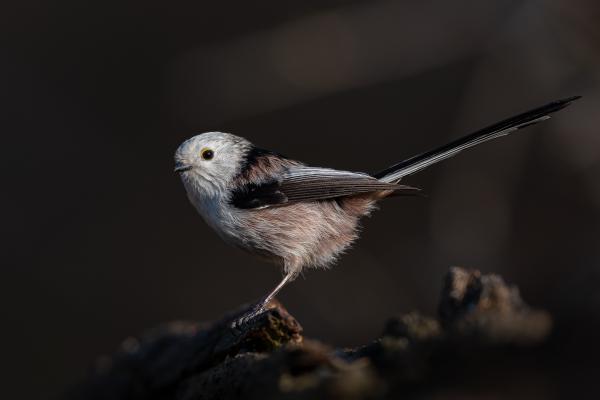 S szép, mint mindig, énnekem.  :)