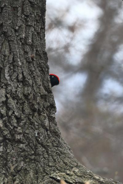 Itt a piros, hol a piros