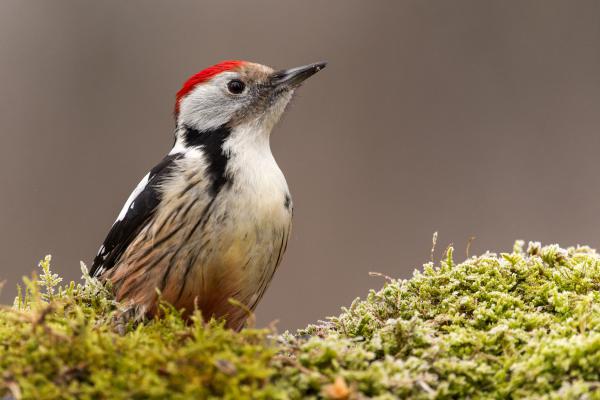 &quot;Közép fakopi&quot;