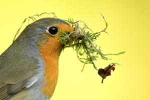 Fészekrakó Fészekrakó